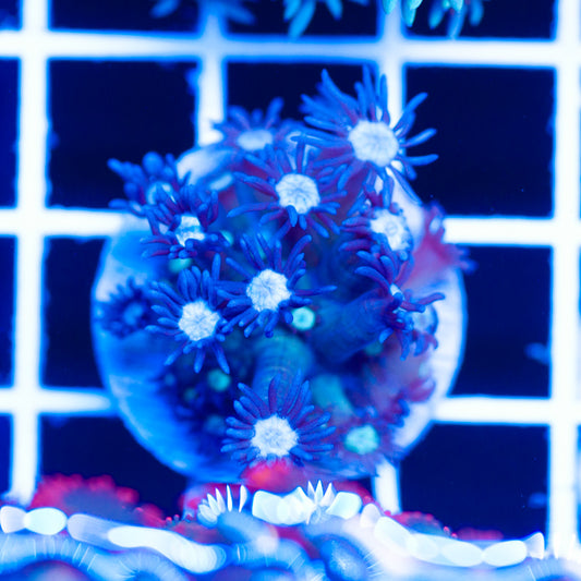 Icebreaker Goniopora