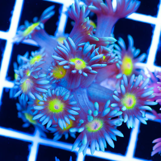 Osaka Sun Goniopora