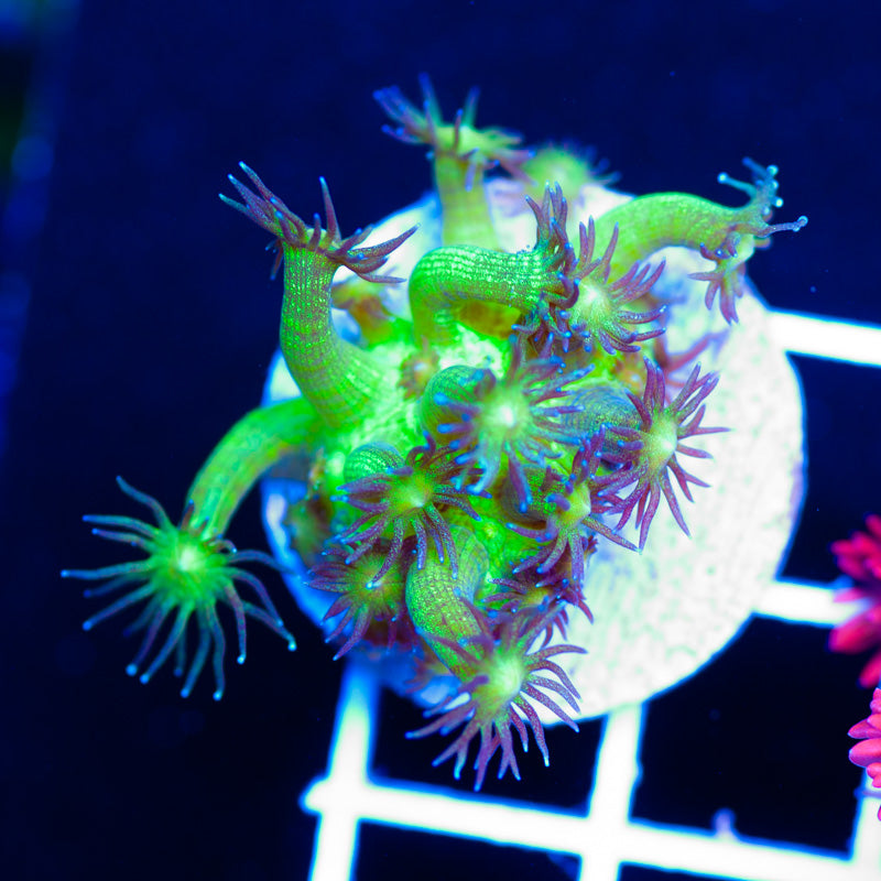 Glitterbomb Goniopora