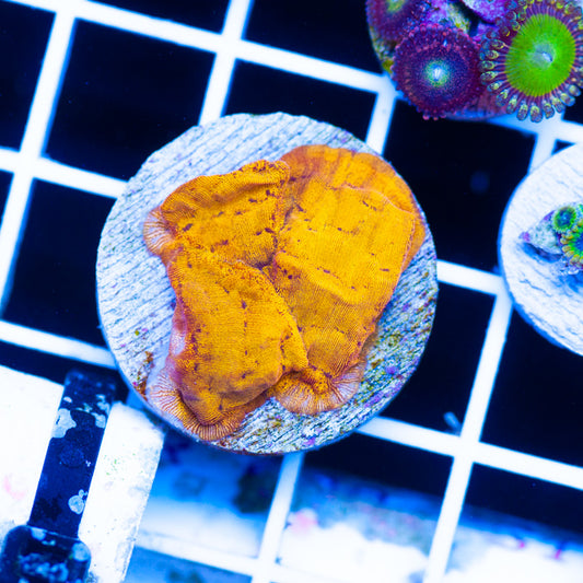 CC Tangerine Lepto