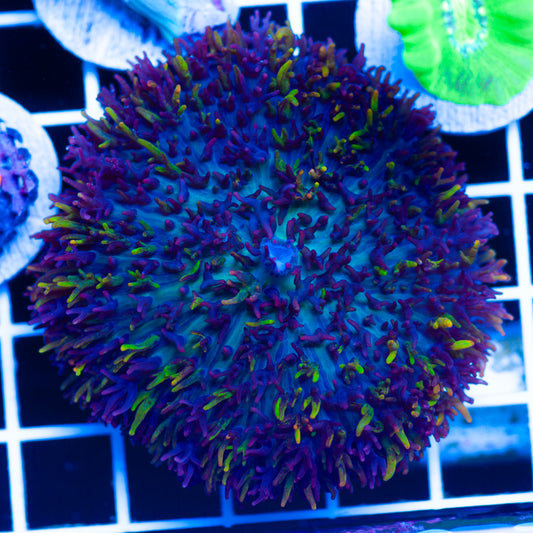 CC Magic Carpet Mushroom
