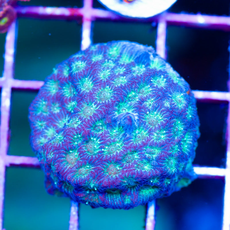Dayblue Favia