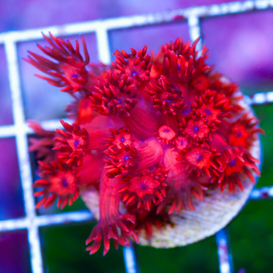ORA Ultra Red Goniopora #2