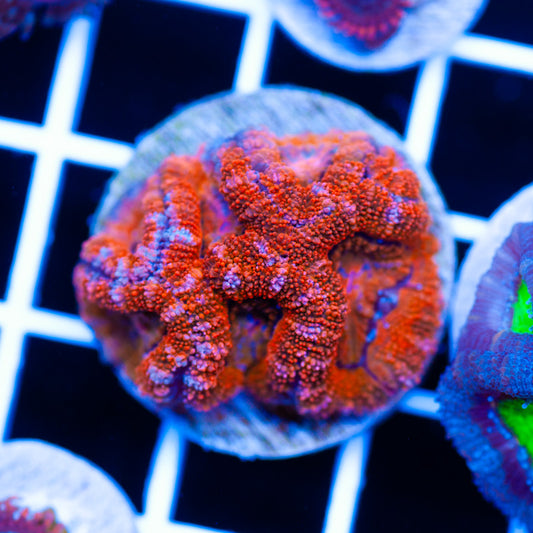 Acan #1