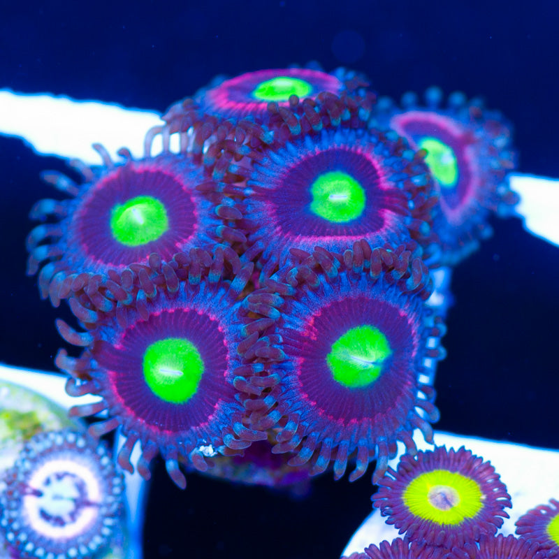 Bubblicious