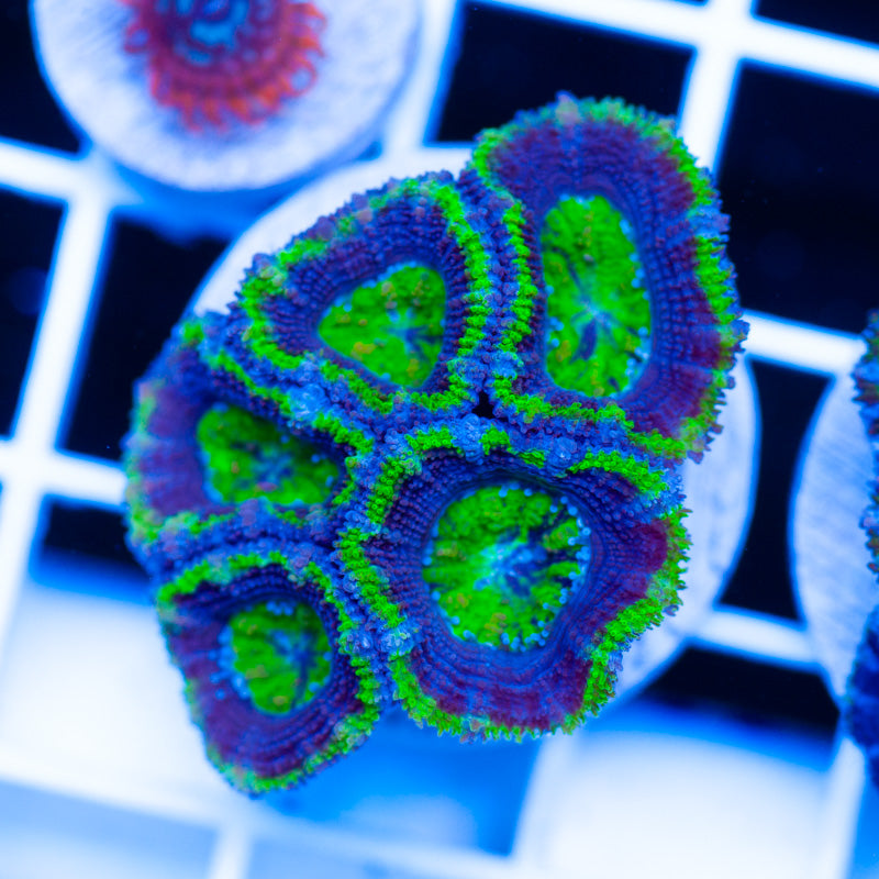 Acan #2