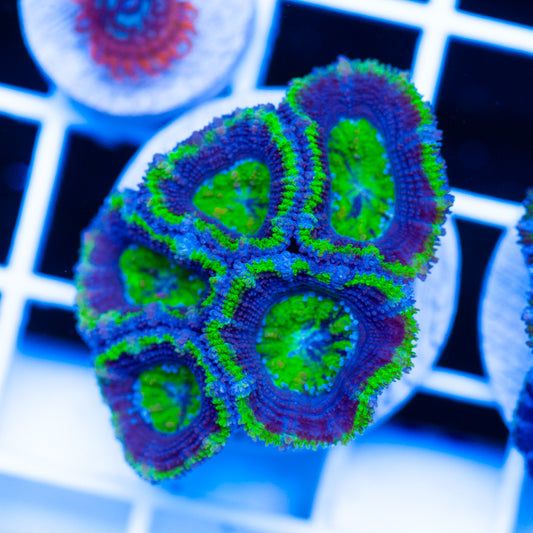 Acan #2