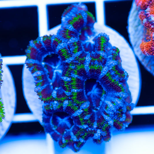 Acan #3