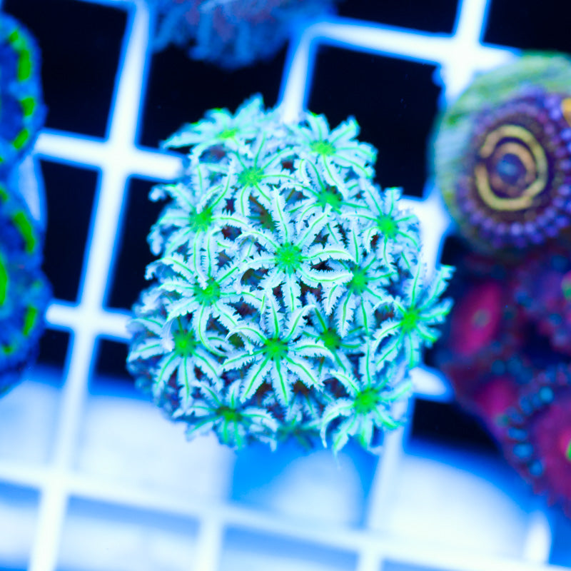 Lazys Daisies Pipe Organ