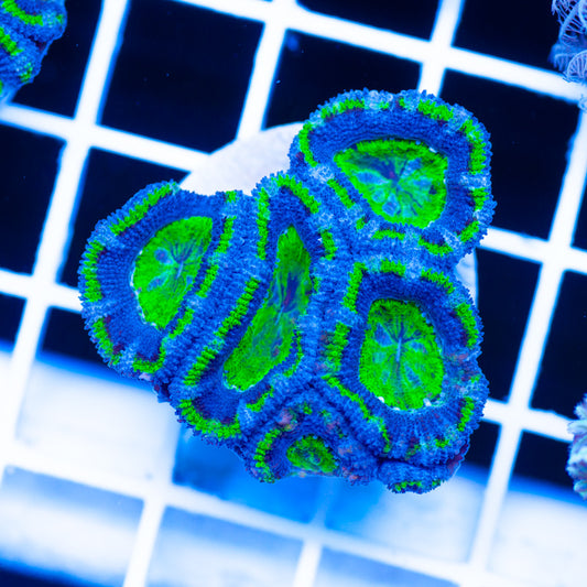 Acan #1