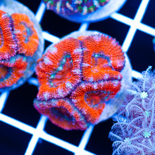 Acan #2