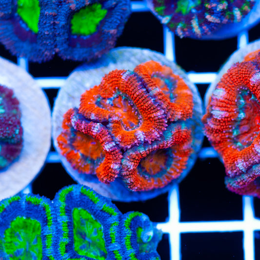 Acan #3