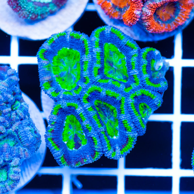 Acan #4