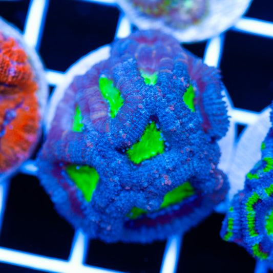 Acan #4
