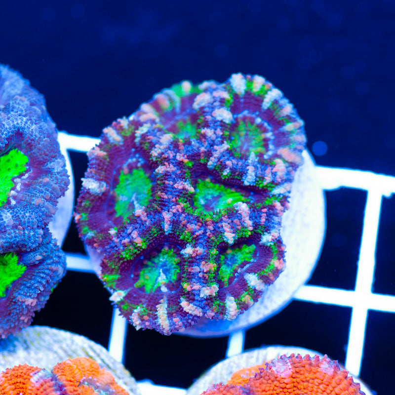 Acan #5