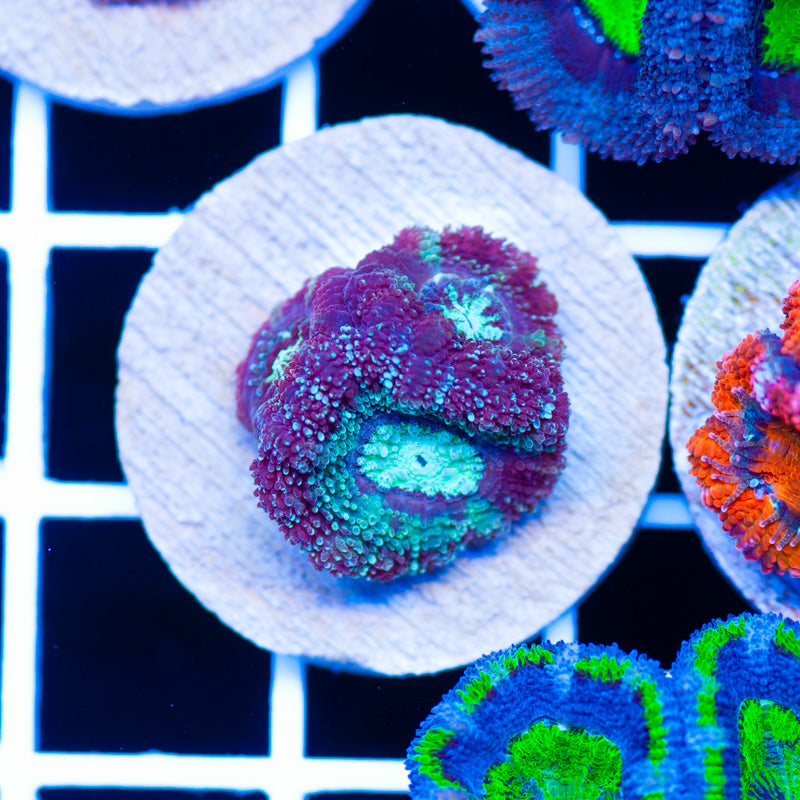 Awesome Asian Acan #1
