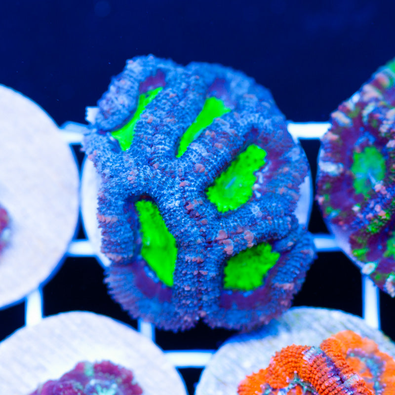Acan #7