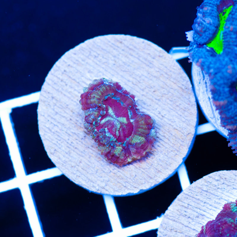 Awesome Asian Acan #2