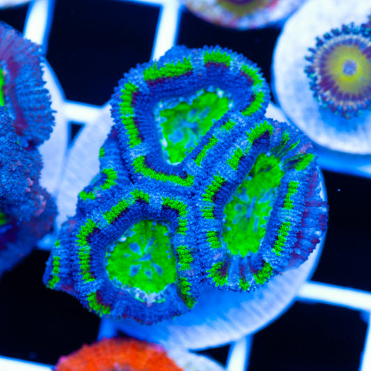 Acan #5