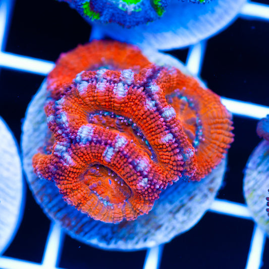 Acan #6