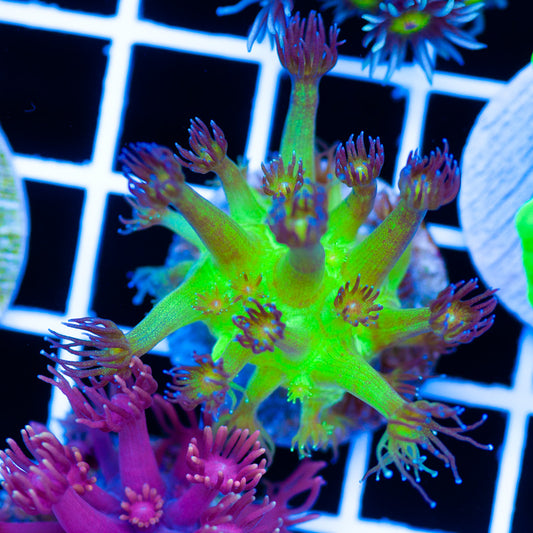 Glitterbomb Goniopora