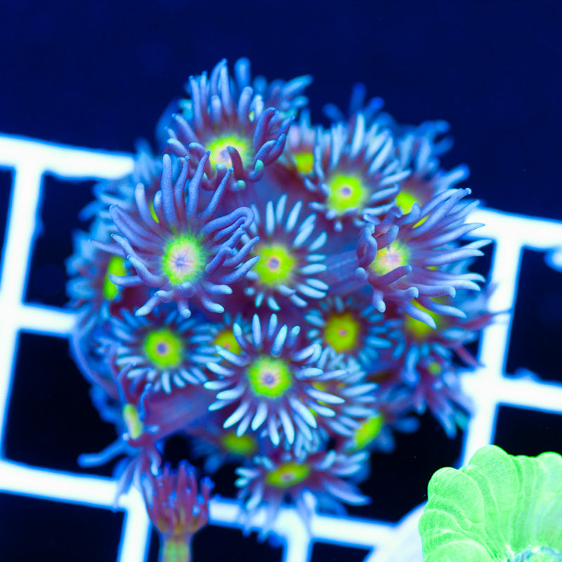 Osaka Sun Goniopora