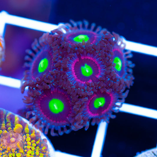 Bubblicious