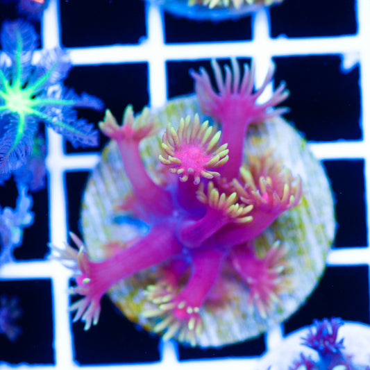 CC Solar Flare Goniopora