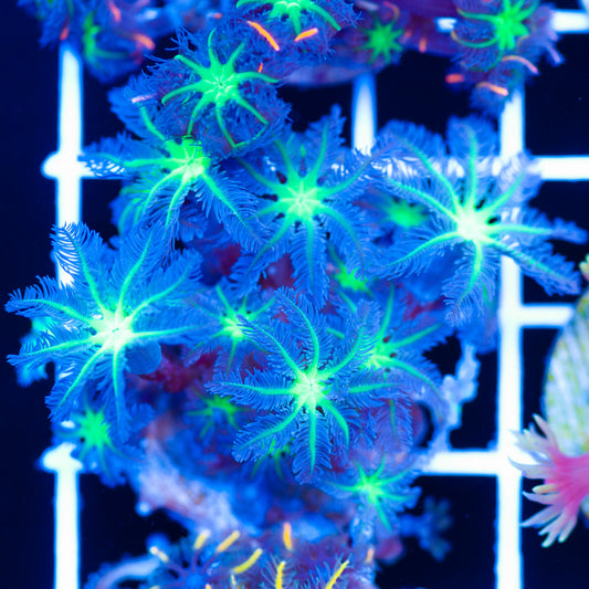 Alieneye Clove Polyps