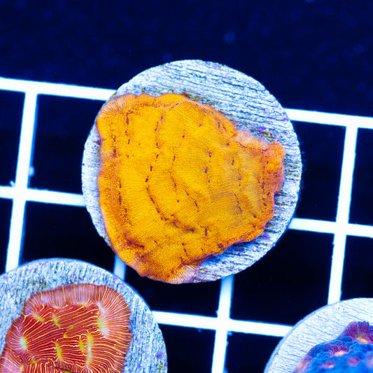 CC Tangerine Lepto