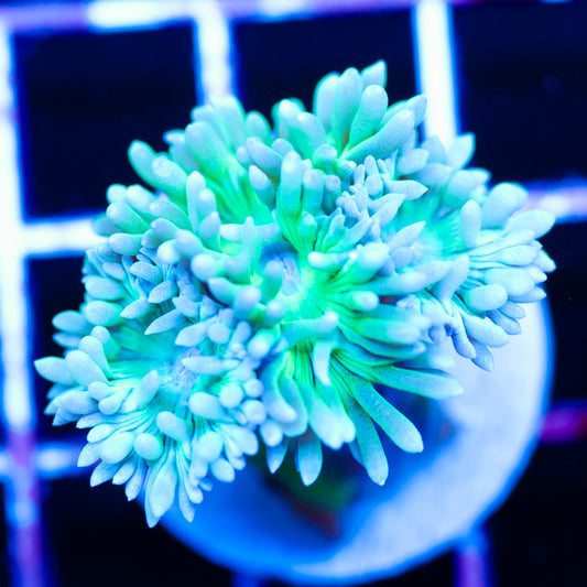 Uber Green Duncan