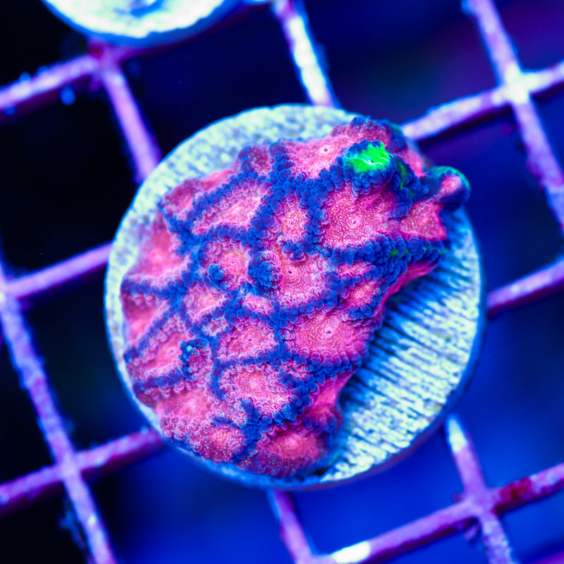 WWC Bejeweled Favia