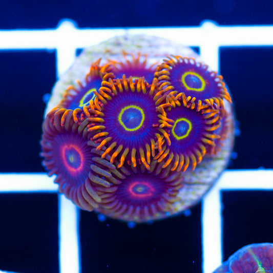 Rainbow Hornet Combo