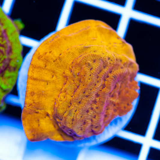 CC Tangerine Leptoseris