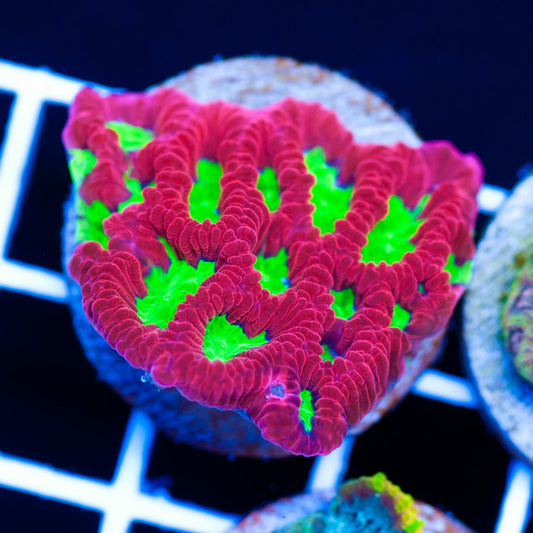 CC Wild Cherry Favia