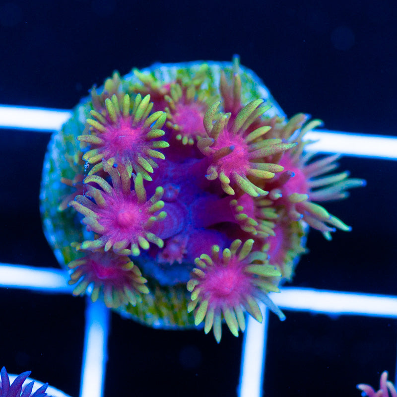 CC Solar Flare Goni