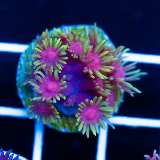 CC Solar Flare Goni