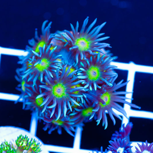 Osaka Sun Goni