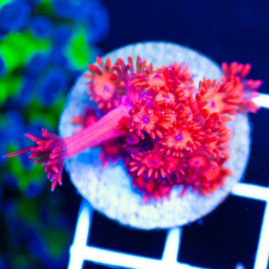 ORA Ultra Red Goni