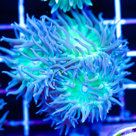 Blue n Green Duncan