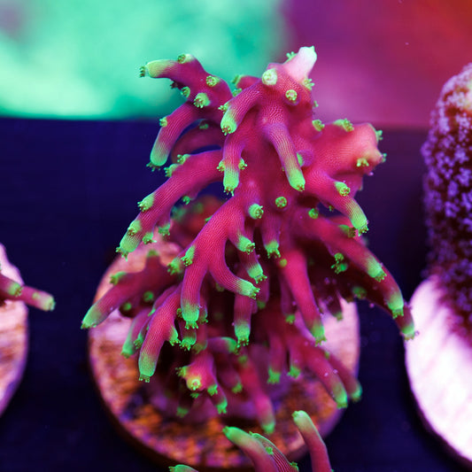 Auction CC Needle in a Haystack