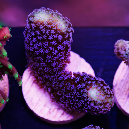 Auction Sanjay's Milka Stylo