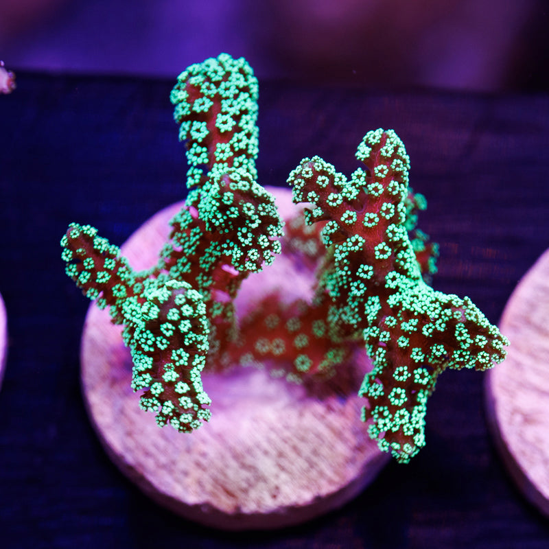 Auction ORA Green Birdsnest