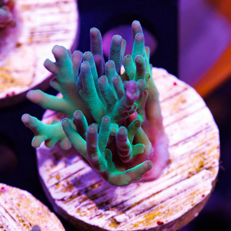 Auction Tyree Hawkins Echinata