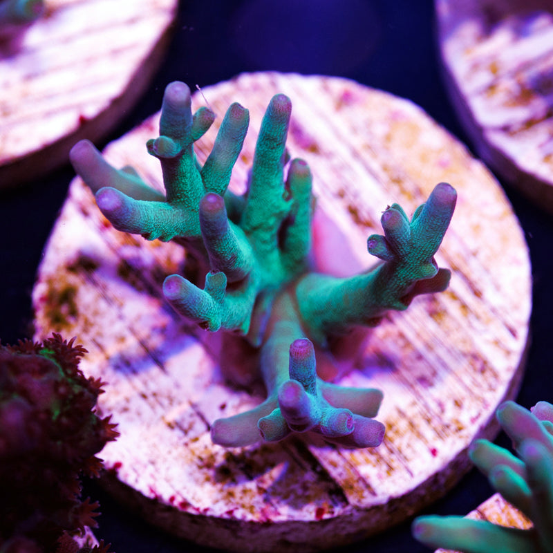 Auction ORA Hawkins Echinata #2