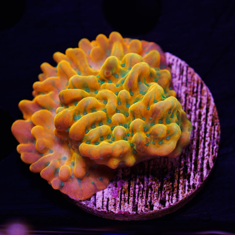 Auction JF Vino Monti