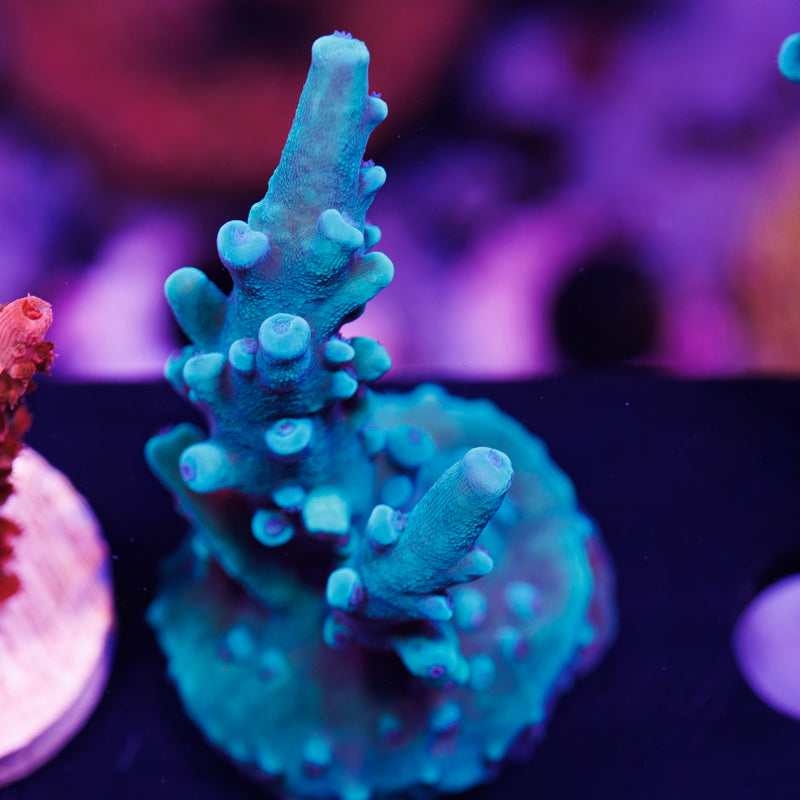 Auction OG Oregon Tort #1