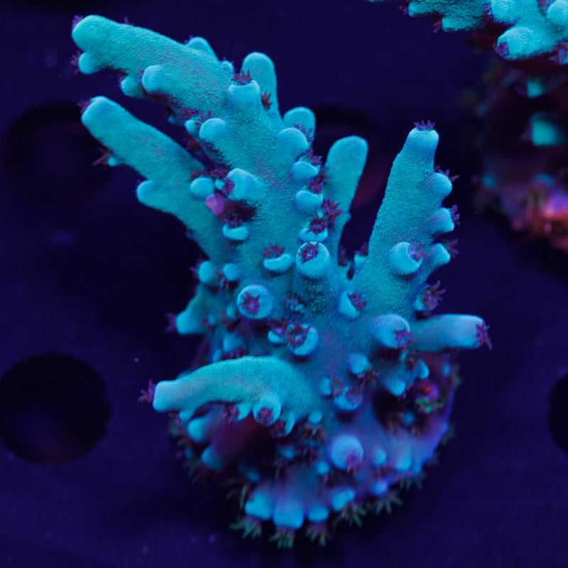 Auction OG Oregon Tort #2