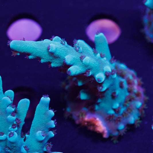 Auction OG Oregon Tort #3