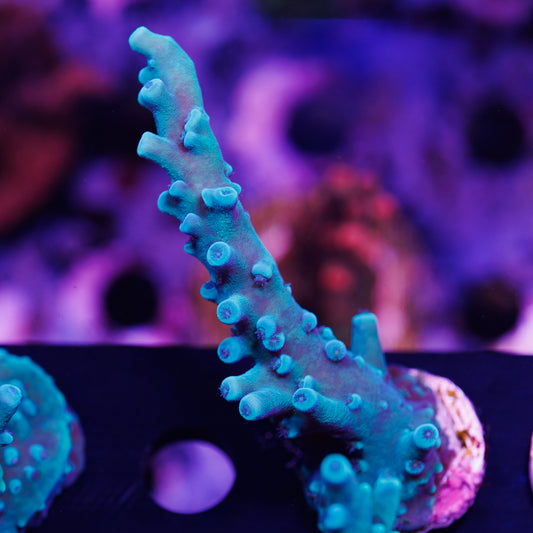 Auction OG Oregon Tort #4